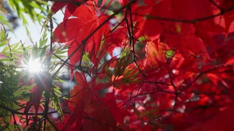 Maple tree with red and green leaves at autumn Stock-Footage 146154541