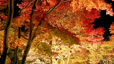 Maple tree with red and yellow leaves with garden lights Stock Footage 234081751