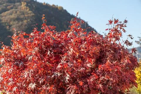 A maple tree with red leaves is on a blurred background Stock Photos