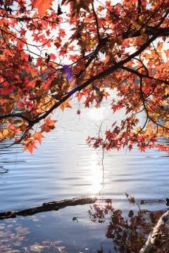 Maple tree with red leaves over the lake with sun light in lake johnson, ra.. Stock Photos