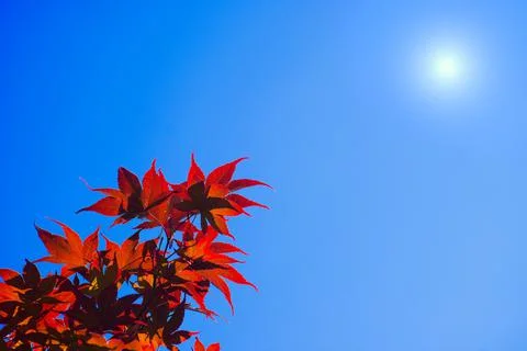 Maple tree red leaves under sun. Stock Photos
