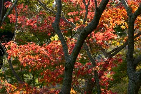 Maple tree red, orange, brown and yellow leaves in Autumn foliage Stock Photos
