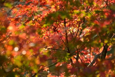 Maple tree red, orange, brown and yellow leaves in Autumn foliage Stock Photos