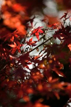 Maple tree red, orange, brown and yellow leaves in Autumn foliage Stock Photos