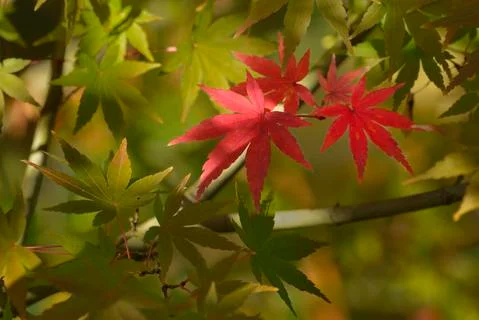 Maple tree red, orange, brown and yellow leaves in Autumn foliage Stock Photos