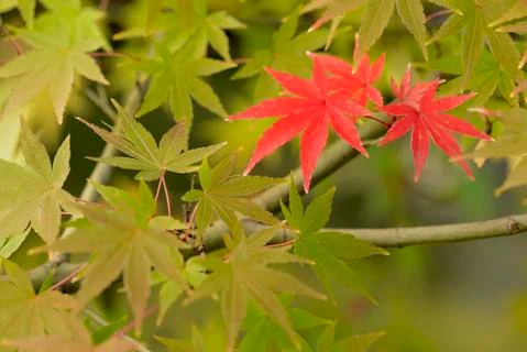 Maple tree red, orange, brown and yellow leaves in Autumn foliage Stock Photos