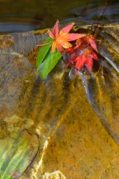 Maple tree red, orange, brown and yellow leaves in Autumn foliage Stock Photos
