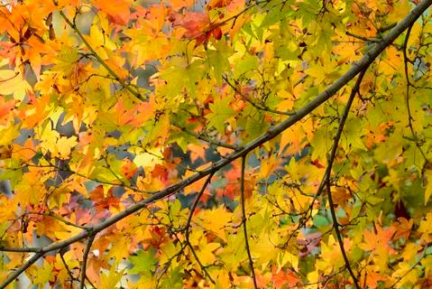 Maple tree red, orange, brown and yellow leaves in Autumn foliage Stock Photos