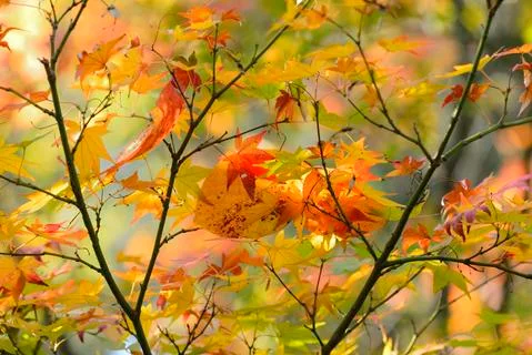 Maple tree red, orange, brown and yellow leaves in Autumn foliage Stock Photos