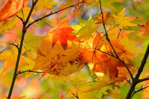 Maple tree red, orange, brown and yellow leaves in Autumn foliage Stock Photos