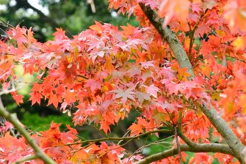 Maple tree red, orange, brown and yellow leaves in Autumn foliage Stock Photos