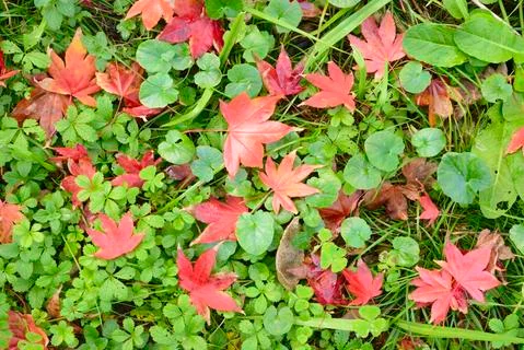 Maple tree red, orange, brown and yellow leaves in Autumn foliage Stock Photos