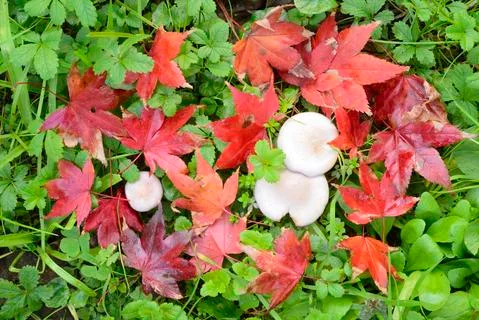 Maple tree red, orange, brown and yellow leaves in Autumn foliage Stock Photos