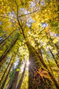  Maple Tree in a Redwood Forest Sunlight shines through the leaves of a ma... 库存照片