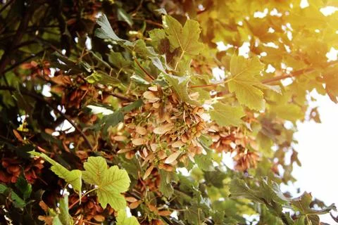 Maple Tree Samara Crop Foto stock