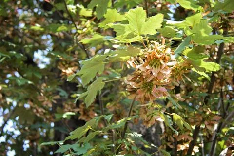 Maple Tree Samara Stock Photos