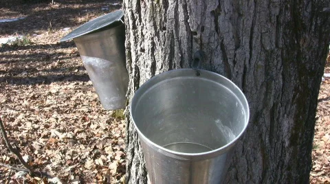 Maple Tree Sap Dripping Into A Metal Bucket Stock Footage 349267