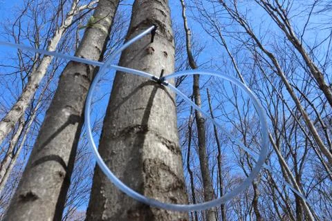 Maple Tree Sap Line in Early Spring Forest Stock Photos