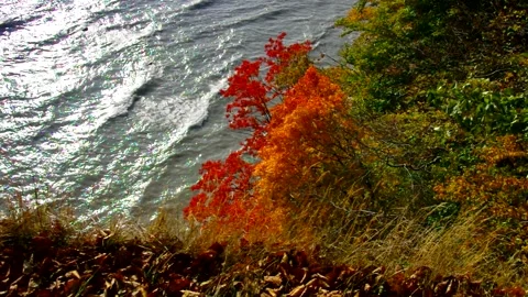 Maple tree by the sea in autumn Stock Footage 159659412