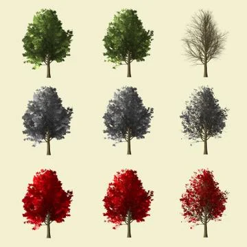 Maple tree season change set,summer winter autumn 3d rendering isolated for.. Stock Illustration