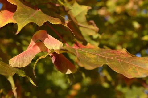 Maple Tree Seed Pods Stock Photos