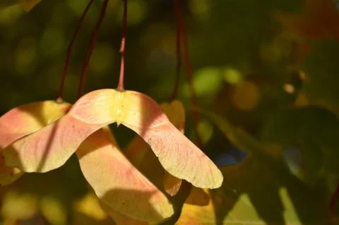 Maple Tree seed pods Stock Photos
