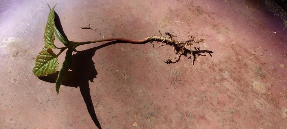 Maple tree seedling ready to be planted showing roots and leaves Stock Photos
