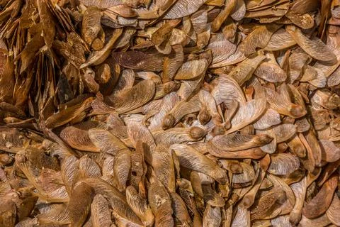 Maple tree seedlings on the ground closeup Stock Photos