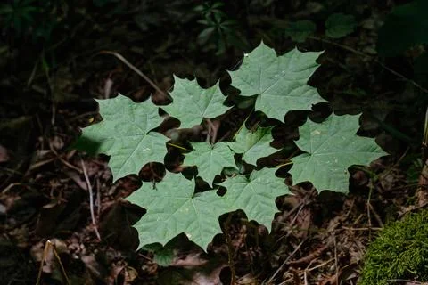 Maple tree seedlings in shadow against fuzzy ground, Bialowieza Forest, Polan Foto stock