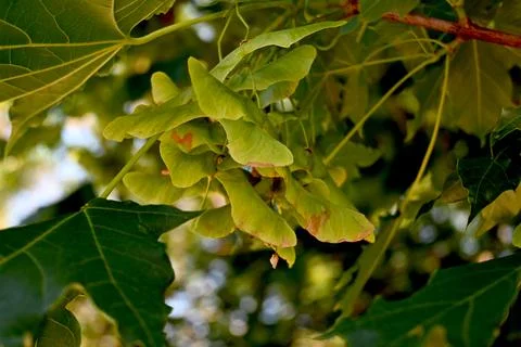 Maple tree seeds close-up on branch Stock Photos