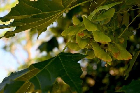 Maple tree seeds close-up on branch Фото