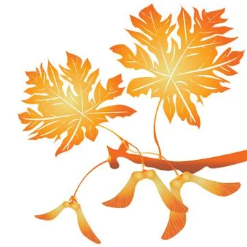 Maple tree seeds Stock Illustration