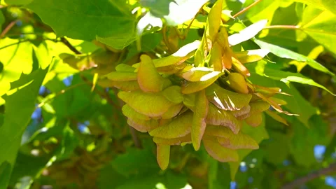 Maple tree seeds or samaras hanging on a branch swaying in the wind Stock Footage 340550966