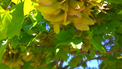 Maple tree seeds swaying in the wind Stock Footage 337409017