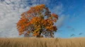 Maple tree showing the colors of autumn HD Footage