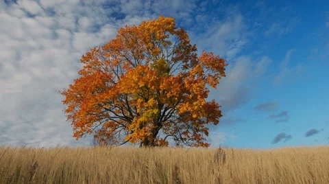 Maple tree showing the colors of autumn 스톡 동영상 53840602