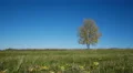 Maple tree showing the colors of autumn HD Footage