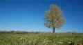 Maple tree showing the colors of autumn HD Footage