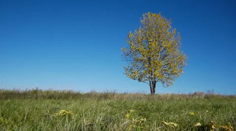 Maple tree showing the colors of autumn 스톡 동영상 55777517