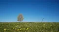 Maple tree showing the colors of autumn HD Footage
