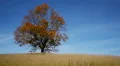 Maple tree showing the colors of autumn HD Footage