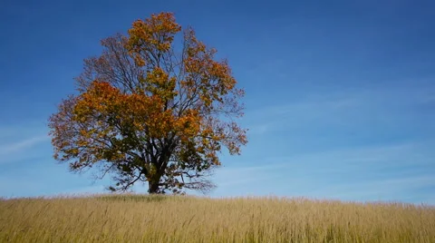 Maple tree showing the colors of autumn 스톡 동영상 55779673