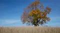 Maple tree showing the colors of autumn HD Footage
