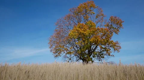 Maple tree showing the colors of autumn 스톡 동영상 55779719