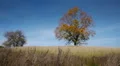 Maple tree showing the colors of autumn HD Footage
