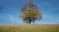 Maple tree showing the colors of autumn HD Footage