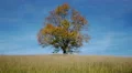 Maple tree showing the colors of autumn 4k or 4k+ Resolution