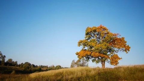 Maple tree showing the colors of autumn Видео 80726276