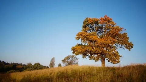 Maple tree showing the colors of autumn Видео 80726286