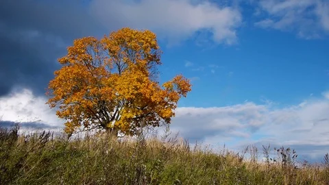Maple tree showing the colors of autumn Stockbeeldmateriaal 80980238